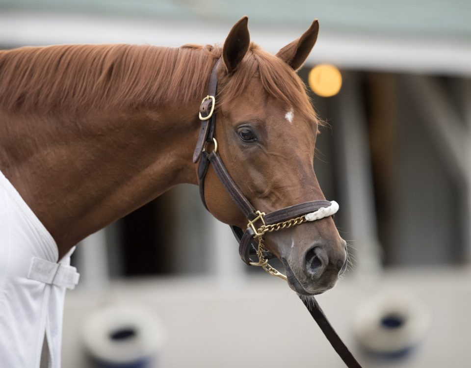 Gun Runner - Barbara Livingston - DRF