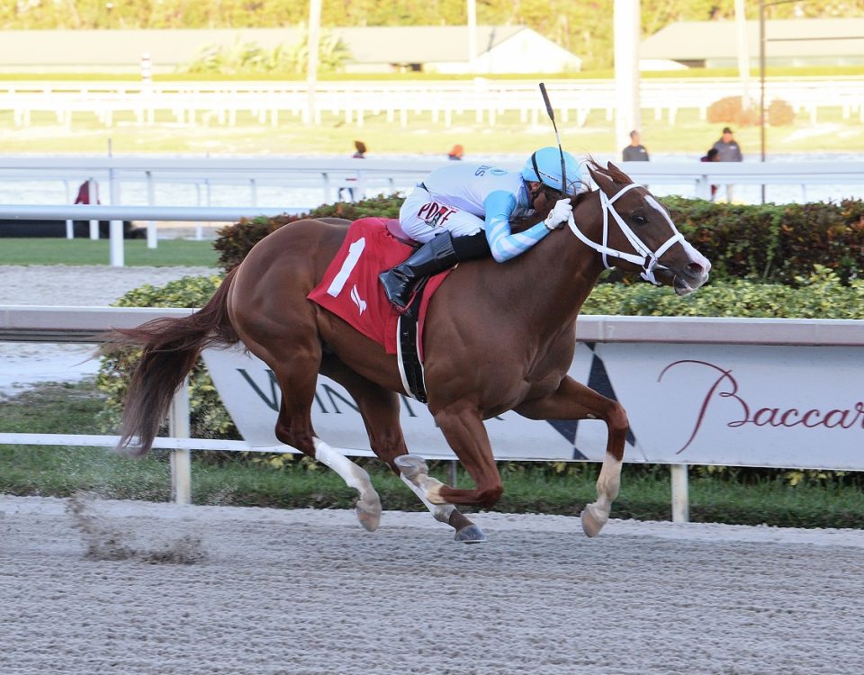 Lightening Larry - Sunshine Sprint S. - Lauren King