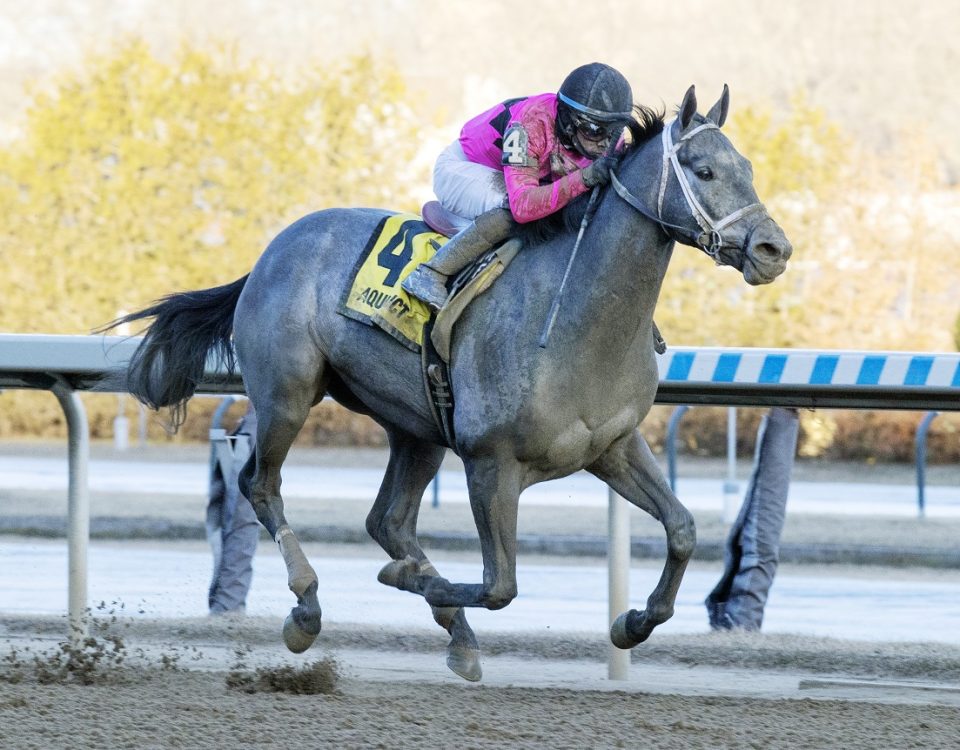 Hit Show - Withers S. - Barbara D. Livingston