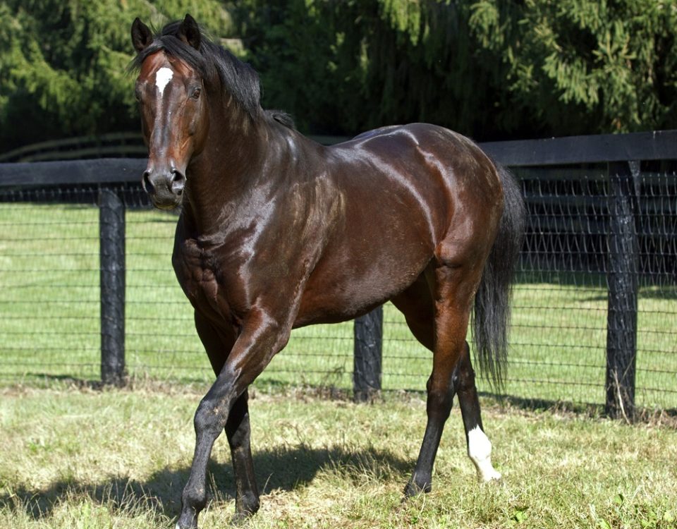 Fusaichi Pegasus - Foto Barbara Livingston - DRF