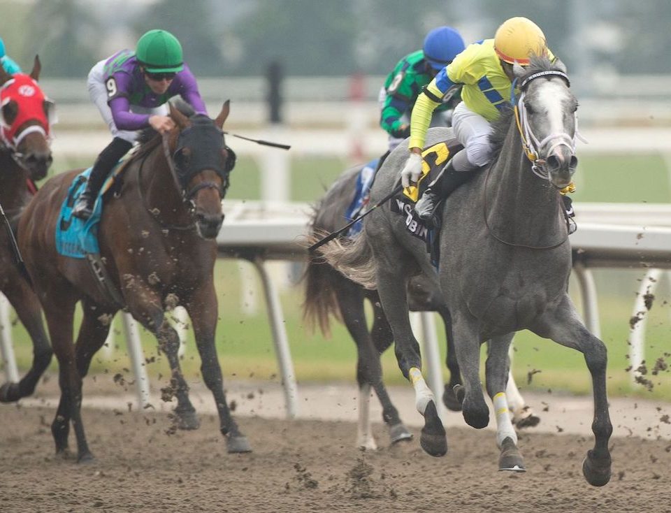 Queenston Stakes - Kaukokaipuu - Foto: Michael Burns