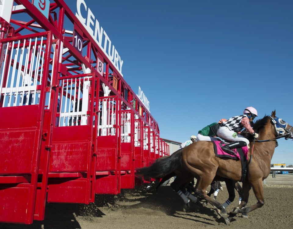 Century Downs - Mark Shannon