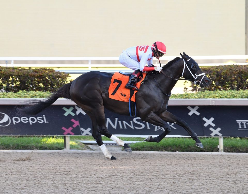 Bentornato the FSS Affirmed credit Lauren King - Coglianese Photo
