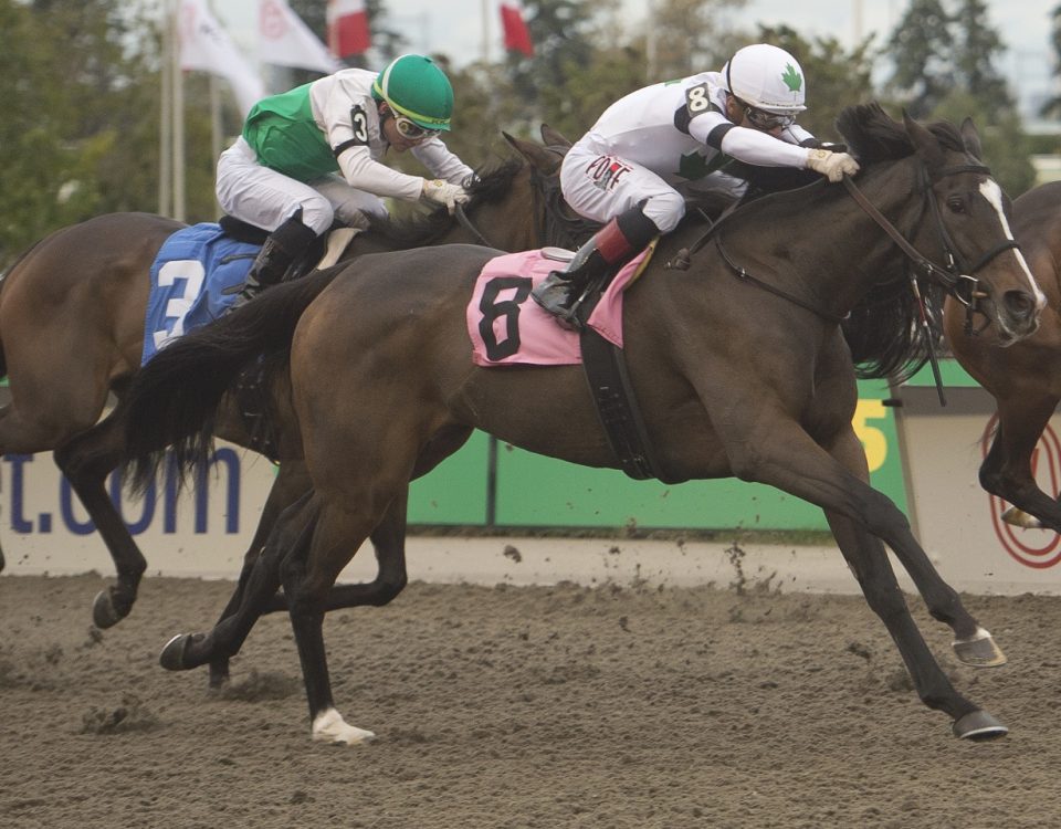 Millie Girl / Woodbine/ Michael Burns Photo