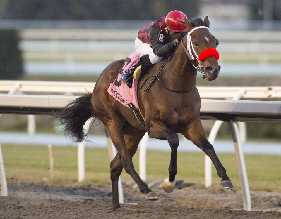 Babbo to victory in the 119th running of the $250,000 Coronation Futurity .Woodbine/ Michael Burns Photo