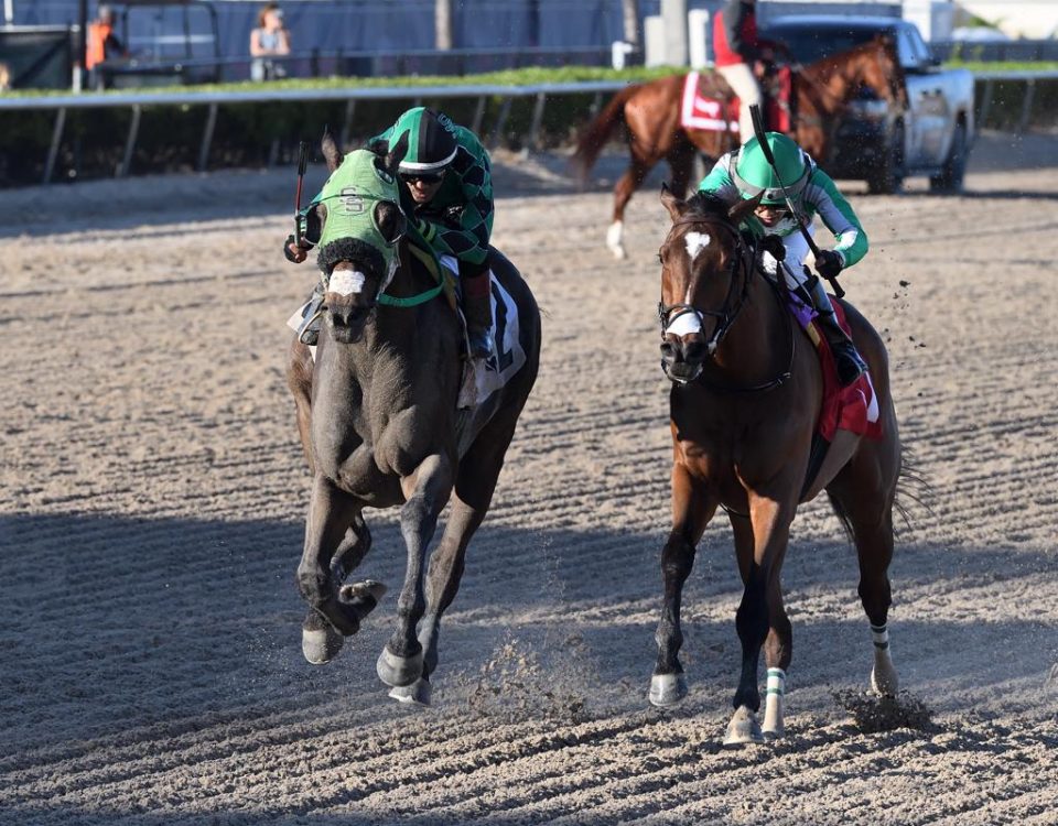 Lure Him In - Sunshine Classic Stakes at Gulfstream Park- Coglianese Photo