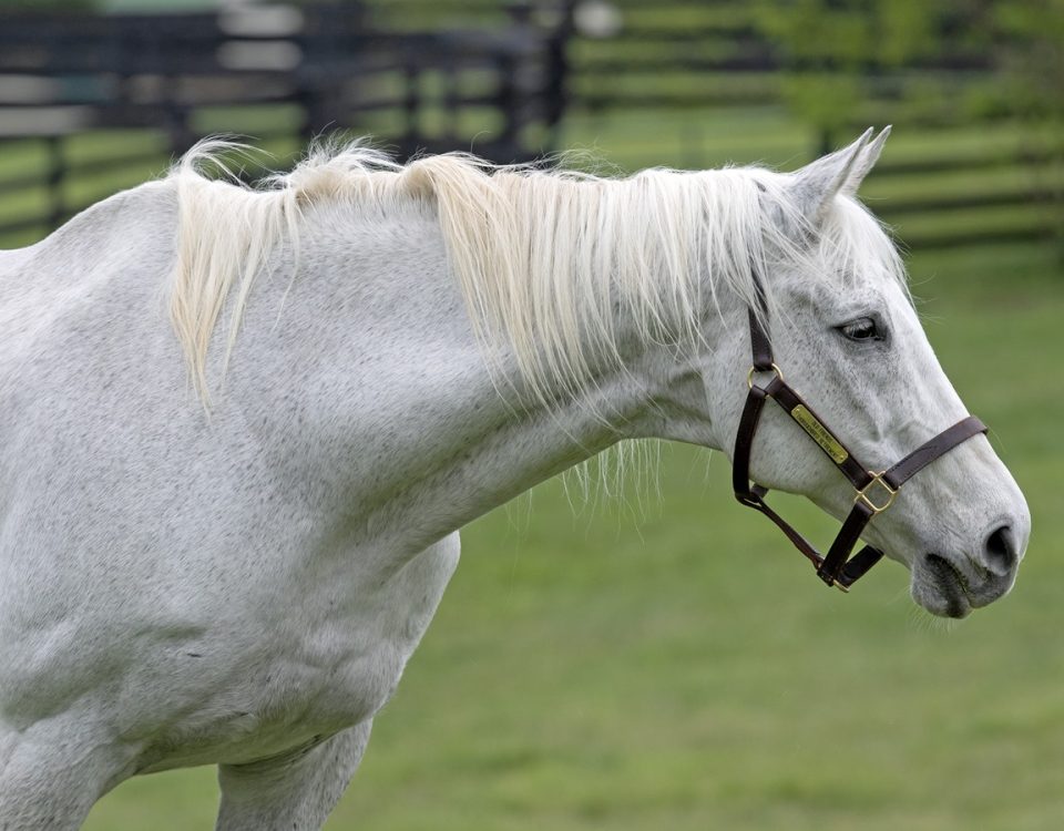 Silver Charm - Old Friends Farm - Barbara D. Livingston