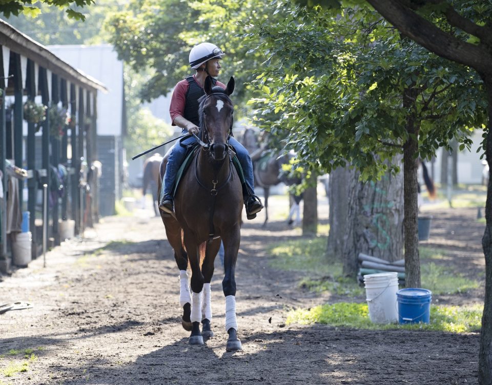 Scylla - Barbara Livingston - Daily Racing Form