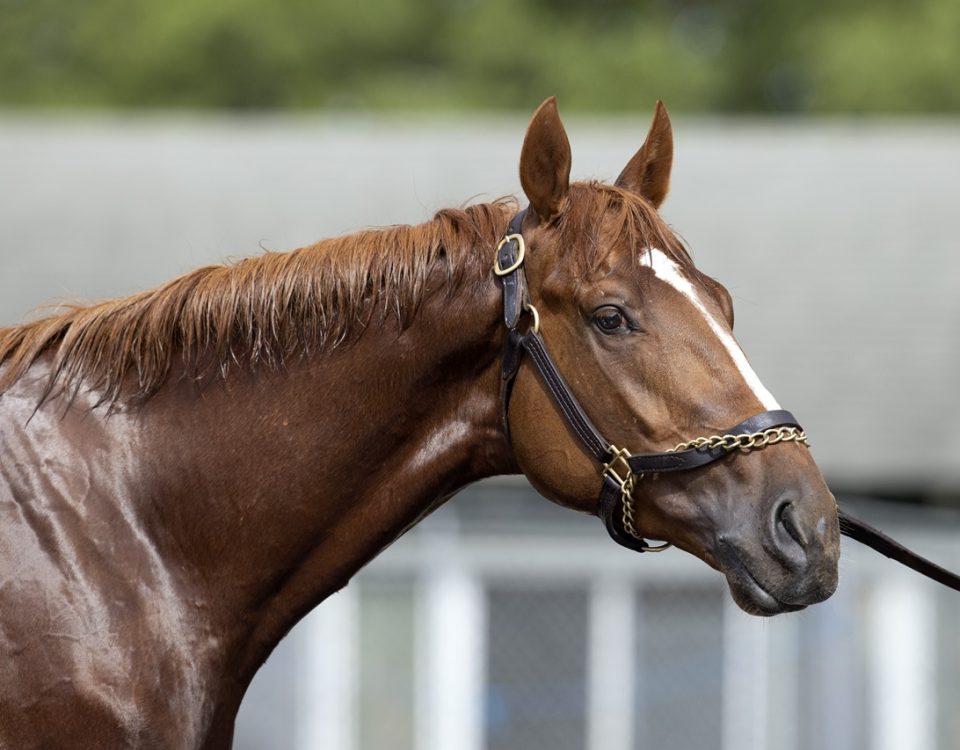 Rich Strike - DRF Barbara Livingston