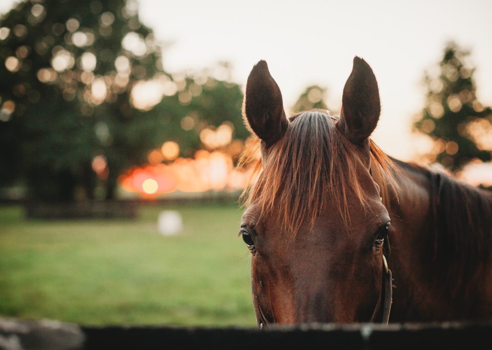 Bonne Chance Farm