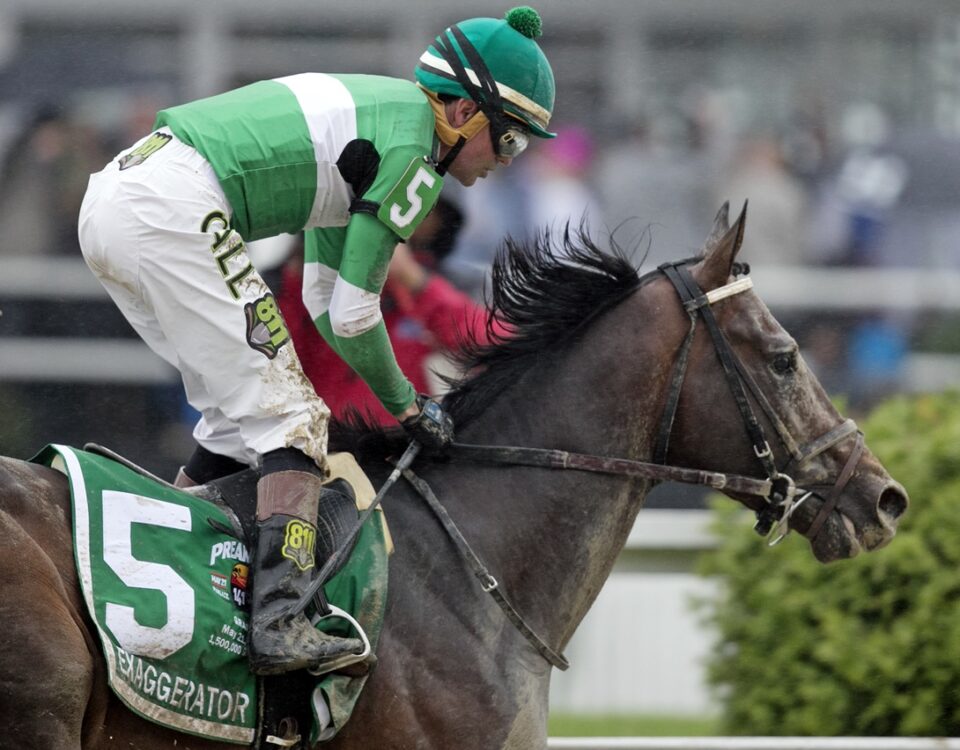 Exaggerator - Preakness 2016 - Barbara D. Livingston - Daily Racing Form