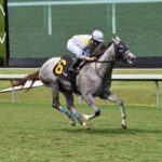 Lennilu - Royal Palm Juvenile Fillies - Coglianese Photo