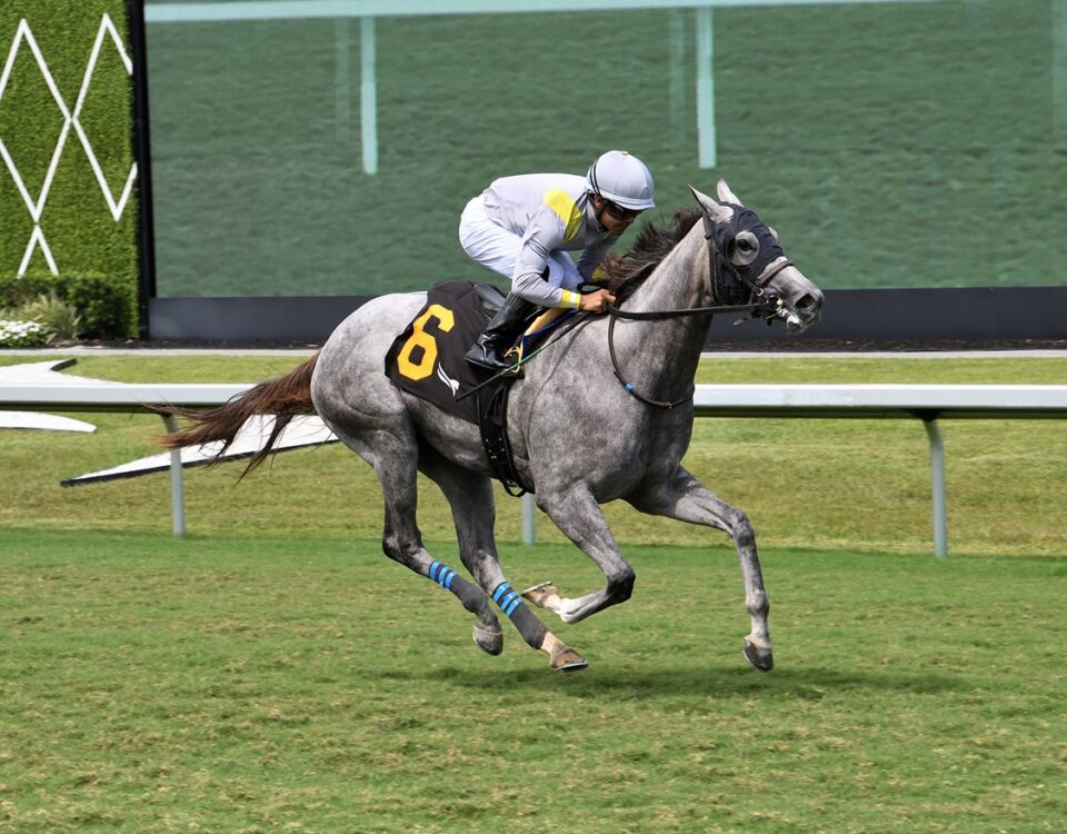 Lennilu - Royal Palm Juvenile Fillies - Coglianese Photo
