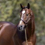 Goldencents en Spendthrift Farm - Barbara Livingston / Daily Racing Form