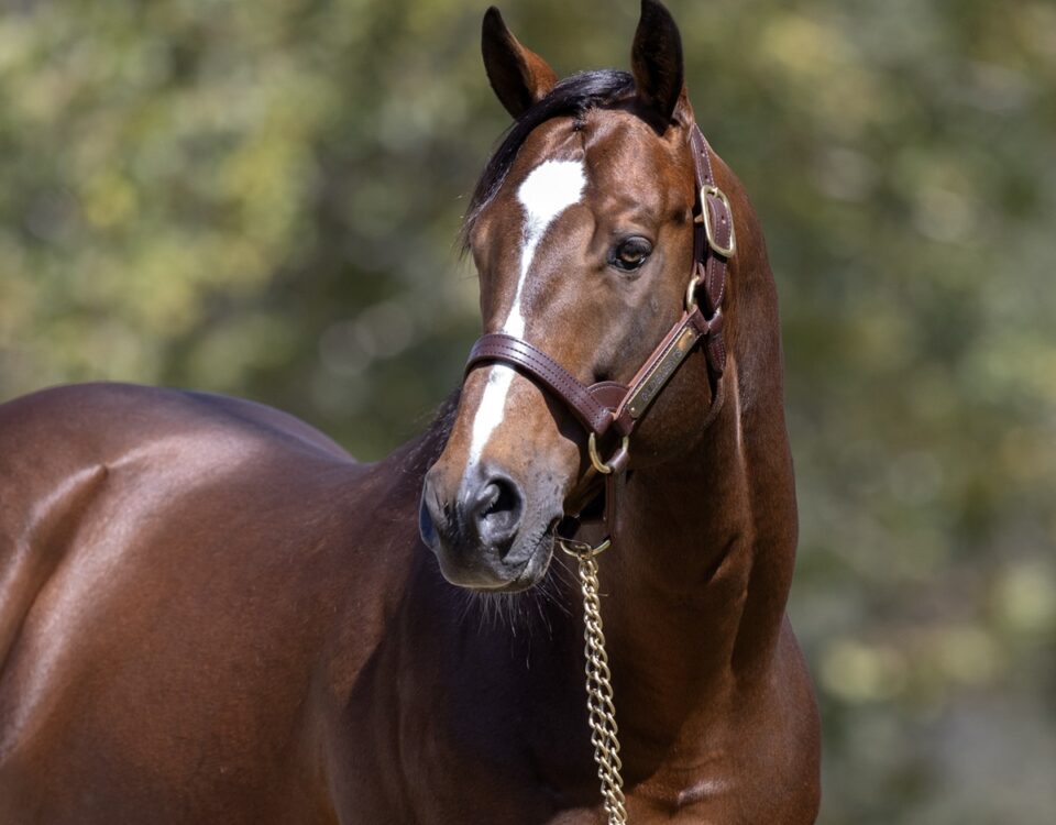 Goldencents en Spendthrift Farm - Barbara Livingston / Daily Racing Form