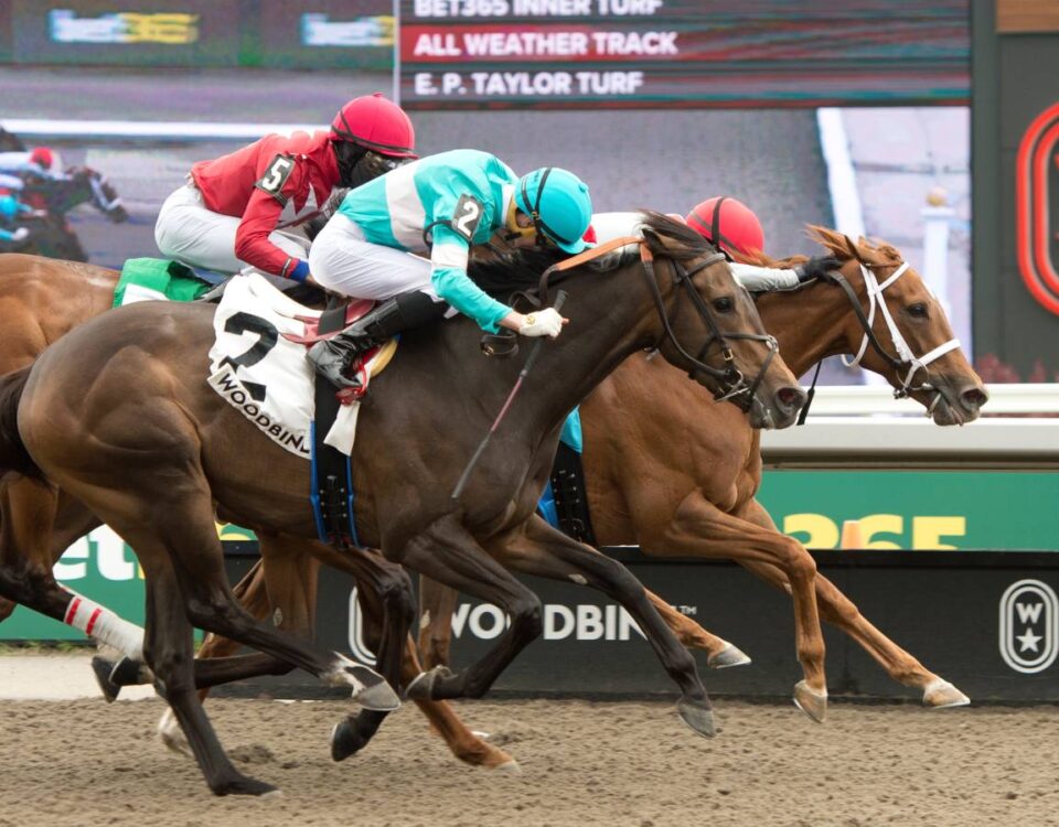 Woodbine action - Michael Burns Photo