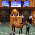Hip 165 - Saratoga Sale - Barbara D. Livingston / Daily Racing Form