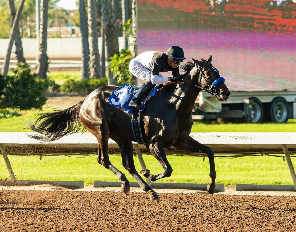 NOTHING LIKE YOU - Dark Mirage Stakes - Los Alamitos Race Course Cypress, CA. ©️ BENOIT PHOTO