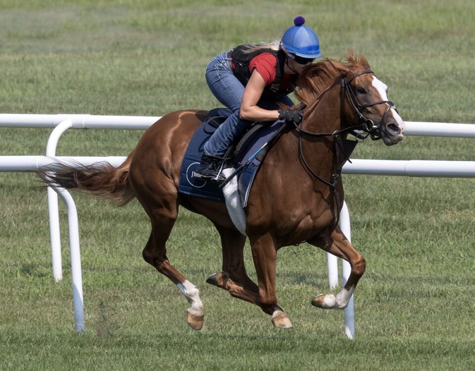 Vive Veuve - Barbara D. Livingston - Daily Racing Form