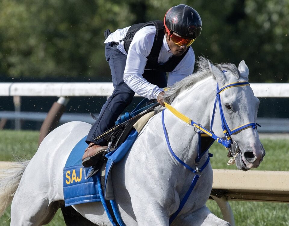 White Abarrio - Barbara D. Livingston - Daily Racing Form