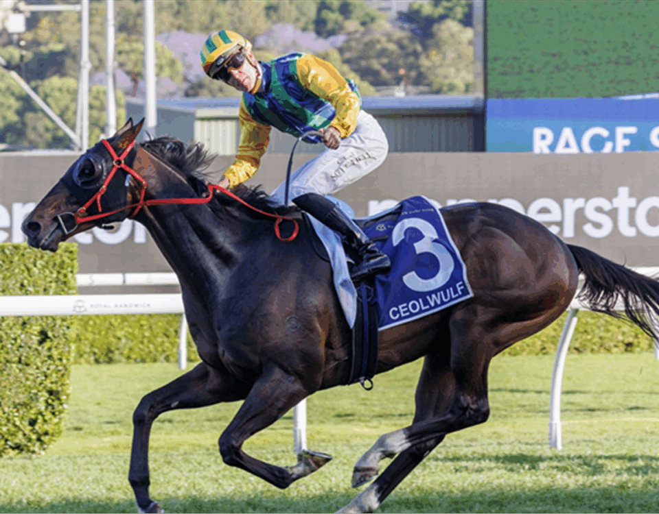 Ceolwulf - King Charles III Grupo 1 - Sky Racing World