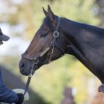 Fierceness - Barbara D. Livingston - Daily Racing Form