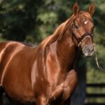 Gun Runner - Barbara D. Livingston - Daily Racing Form