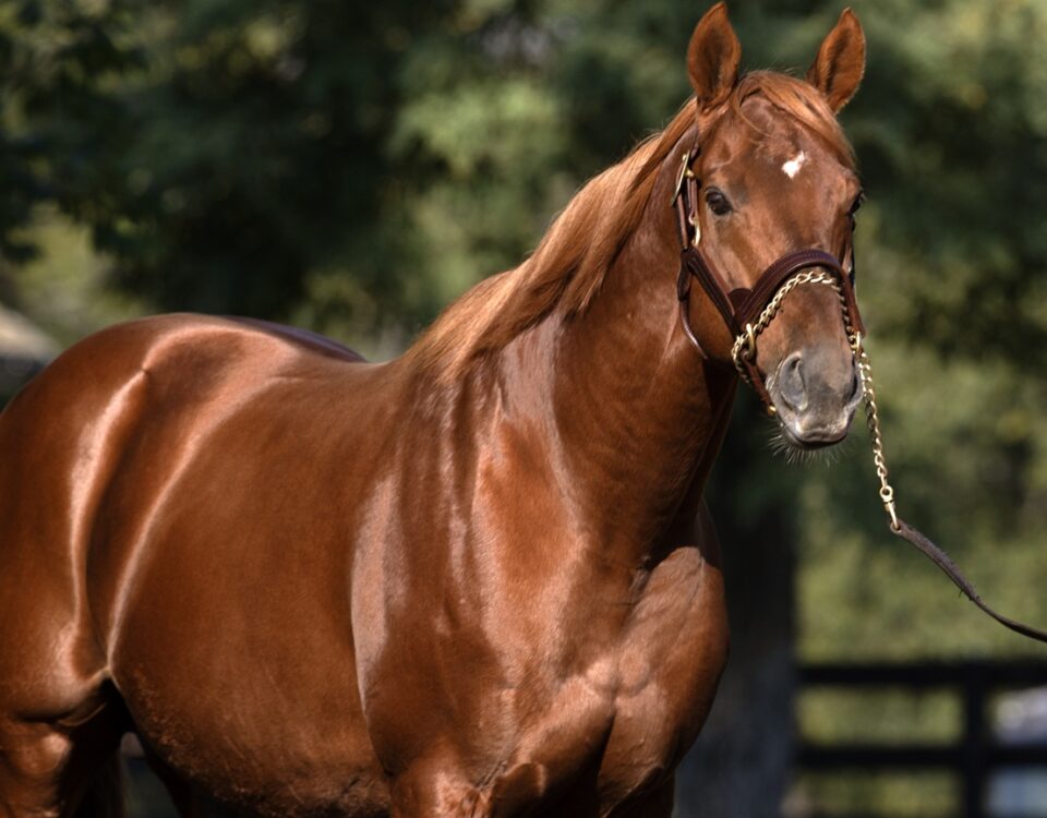 Gun Runner - Barbara D. Livingston - Daily Racing Form