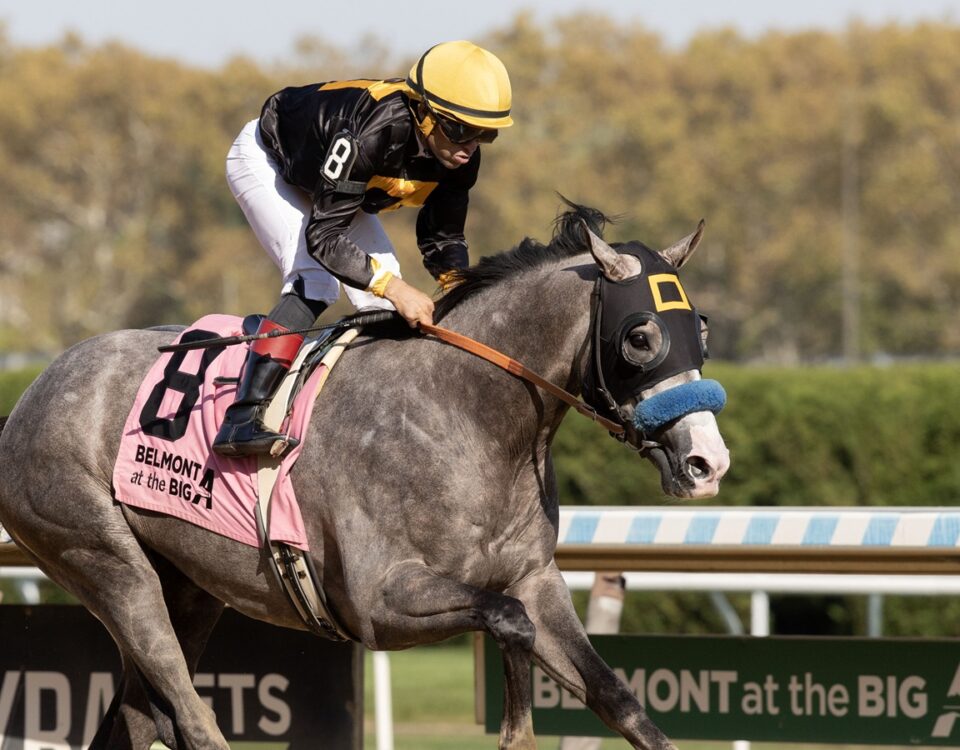 Napoleon Solo - Champagne G1 - Barbara D. Livingston - Daily Racing Form