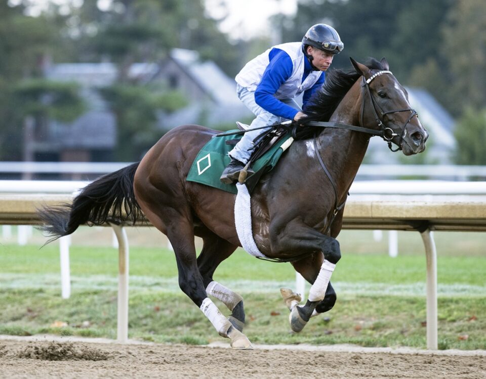 Sovereignty - Barbara D. Livingston - Daily Racing Form