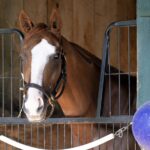 Vive Veuve - Barbara D. Livingston - Daily Racing Form