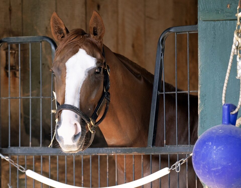 Vive Veuve - Barbara D. Livingston - Daily Racing Form