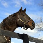 Touch Gold at Old Friends Farm - Barbara D Livingston - Daily Racing Form