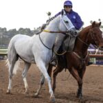 White Abarrio scratched - Barbara D. Livingston - Daily Racing Form