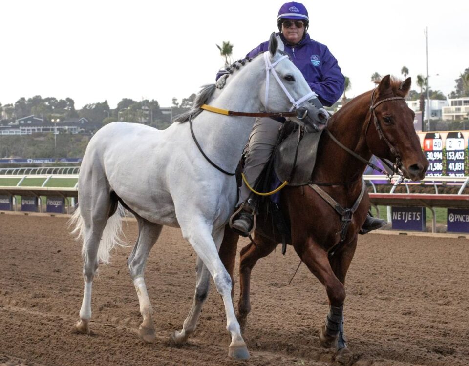 White Abarrio scratched - Barbara D. Livingston - Daily Racing Form