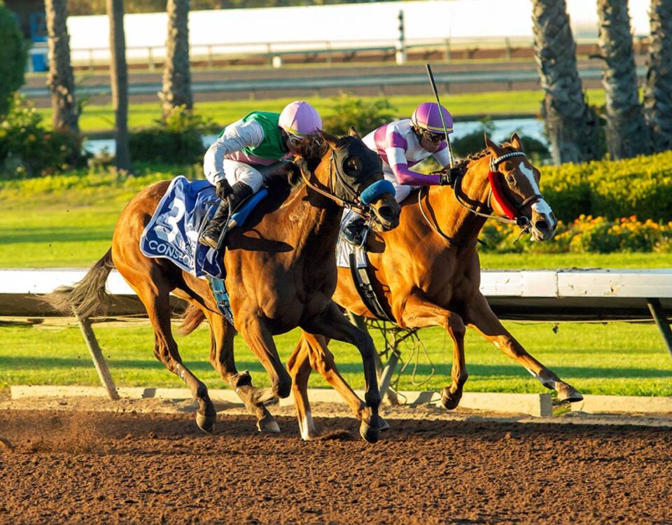 Consequent - Starlet Stakes G2 - Benoit Photo