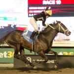 Hammerhead - Valedictory G3 - Michael Burns - Woodbine