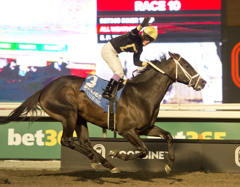 Hammerhead - Valedictory G3 - Michael Burns - Woodbine
