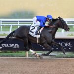 Knightsbridge - Mr Prospector G3 - Lauren King - Coglianese Photo