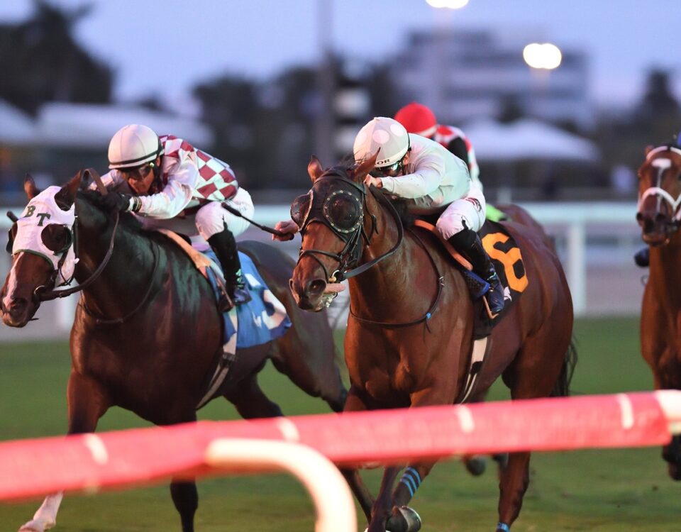 Layabout - the Tropical Park Derby - credit Ryan Thompson - Coglianese Photo