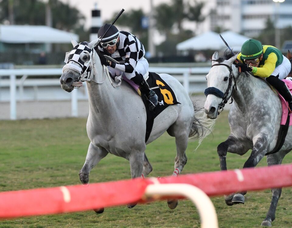 Lord Eddard Stark fue una sorpresa de $123 por ganador en el H. Allen Jerkens Handicap 2024 - photo Ryan Thompson - Coglianese Photo