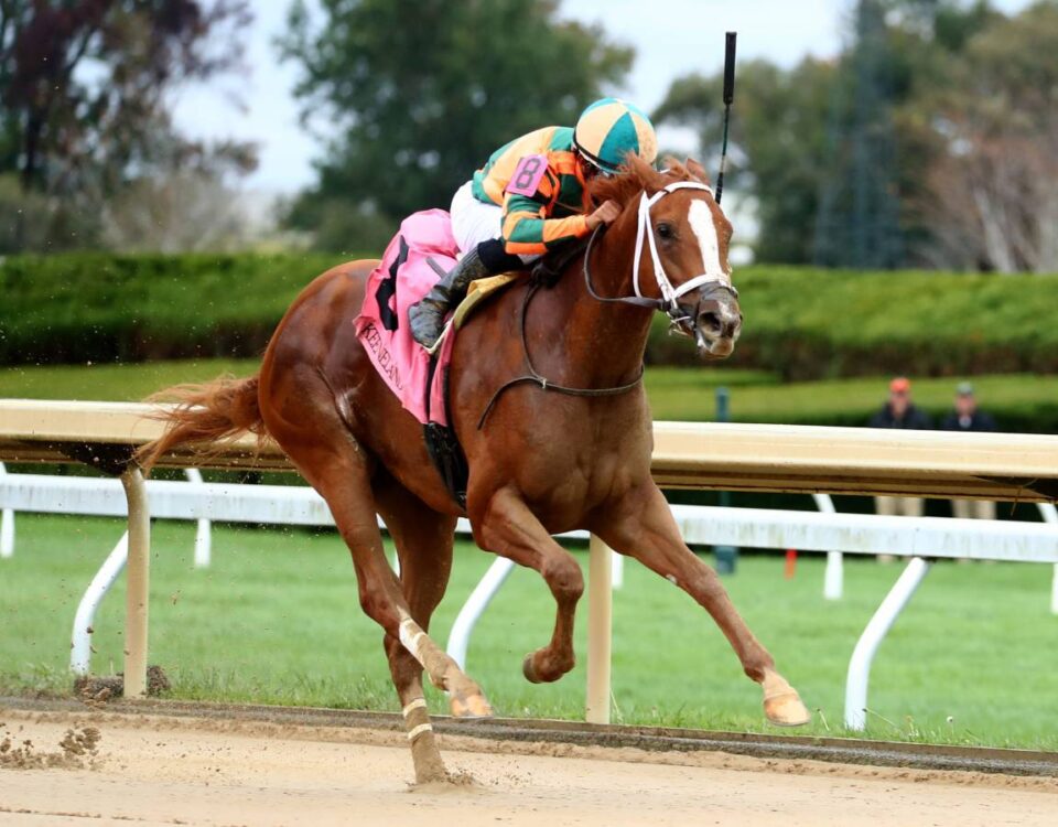 Peach Tie - Coady Media