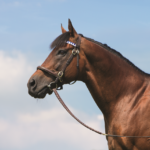 Dubawi - foto suministrada por Jim Cox - Head of Marketing of Darley Stallions - America