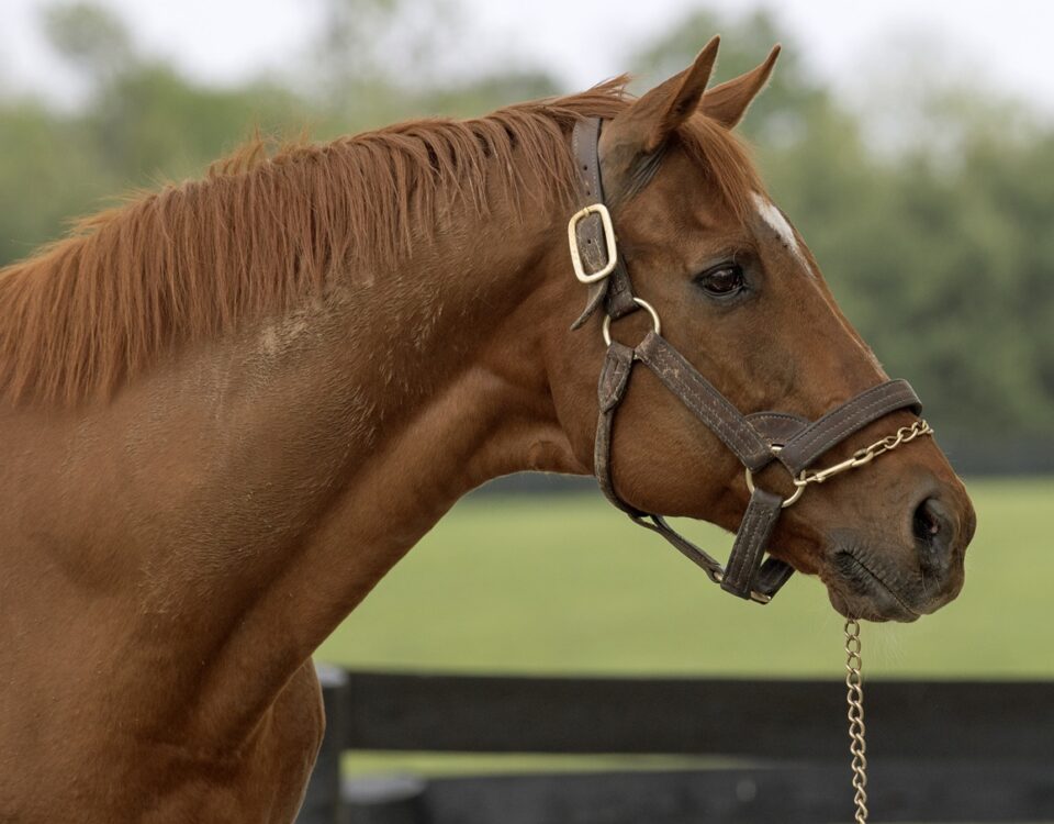 Distorted Humor - Barbara D. Livingston - Daily Racing Form