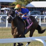 Neoequos the Sunshine Turf - credit Ryan Thompson - Coglianese Photo