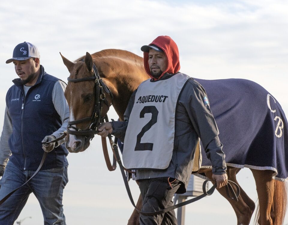 Paladin - Barbara D. Livingston - Daily Racing Form