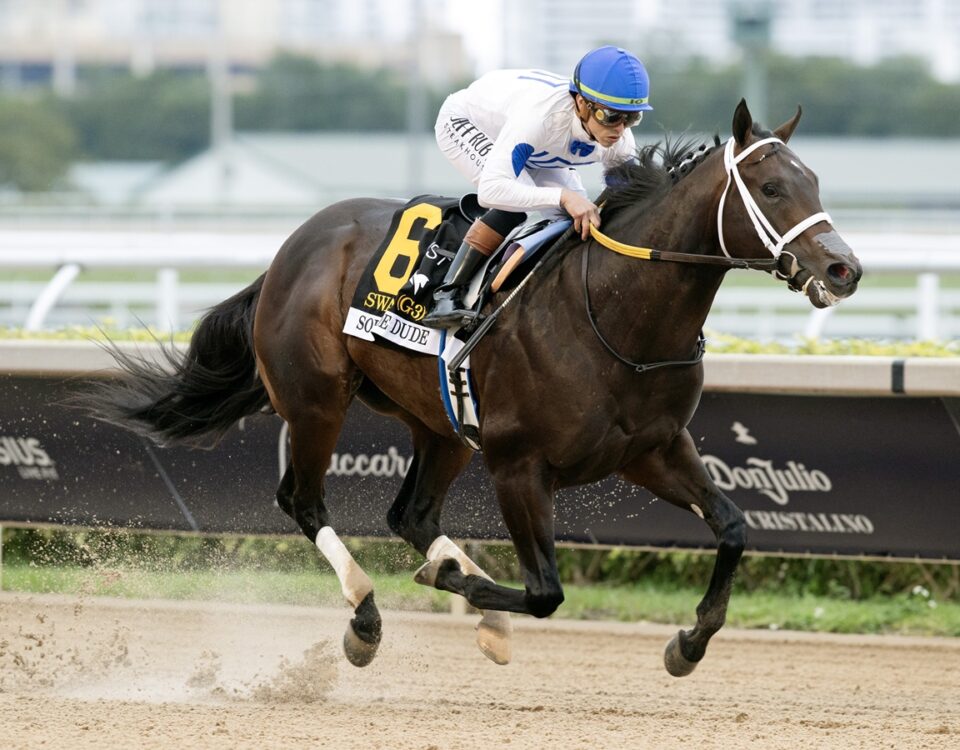 Solitude Dude - Swale Stakes - Barbara D. Livingston / Daily Racing Form