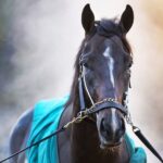 Sovereignty - Barbara D. Livingston - Daily Racing Form