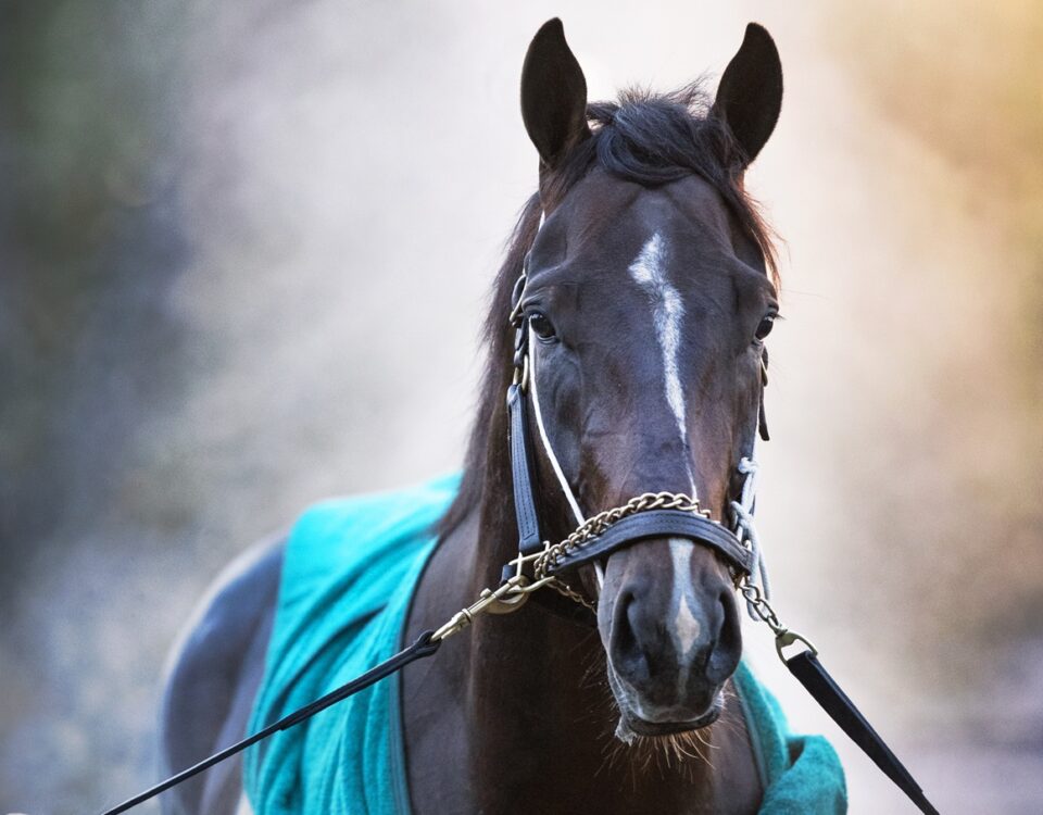 Sovereignty - Barbara D. Livingston - Daily Racing Form