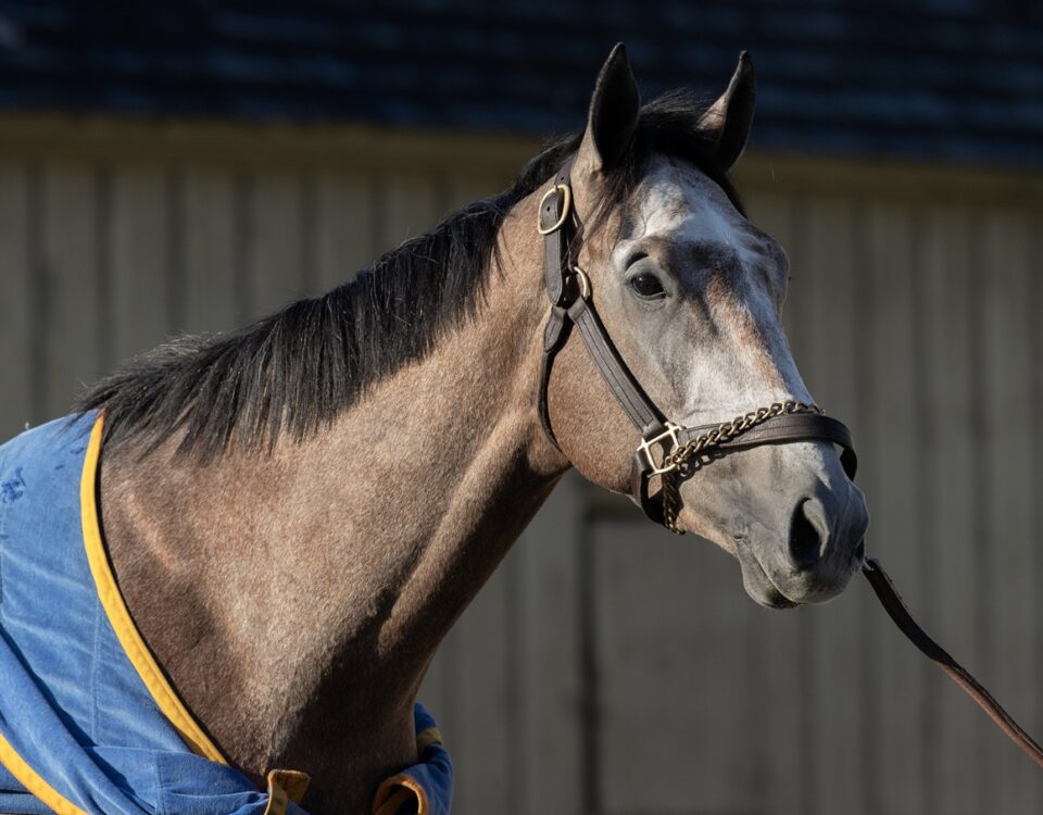 Ted Noffey - Barbara D. Livingston - Daily Racing Form